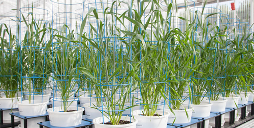 Wheat plants growing in a glasshouse
