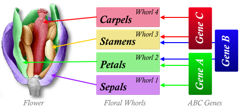 The ABC model of floral development
