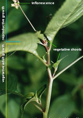 Two stages of vegetative growth in leaves