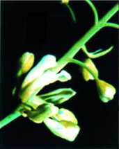 Floral reversion in Arabidopsis
