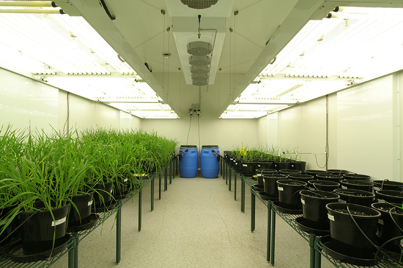 Wheat plants growing under artificial light