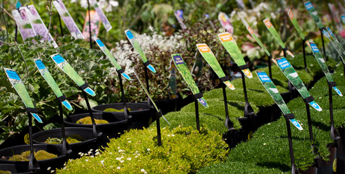 Plants with pictorial plant labels displayed in a retail nursery